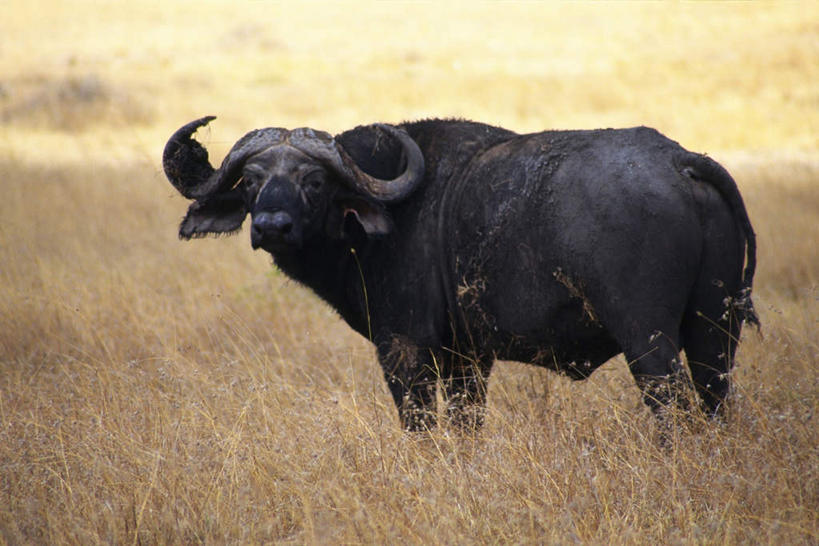无人,站,横图,室外,白天,侧面,草原,美景,植物,牛,野生动物,枯萎,朦胧,模糊,景观,枯草,注视,草,一只,黄色,自然,动物,观察,看,站着,景色,观看,察看,关注,自然风光,凶猛,非洲水牛,残暴,凶残,水牛,站立,彩图,全身