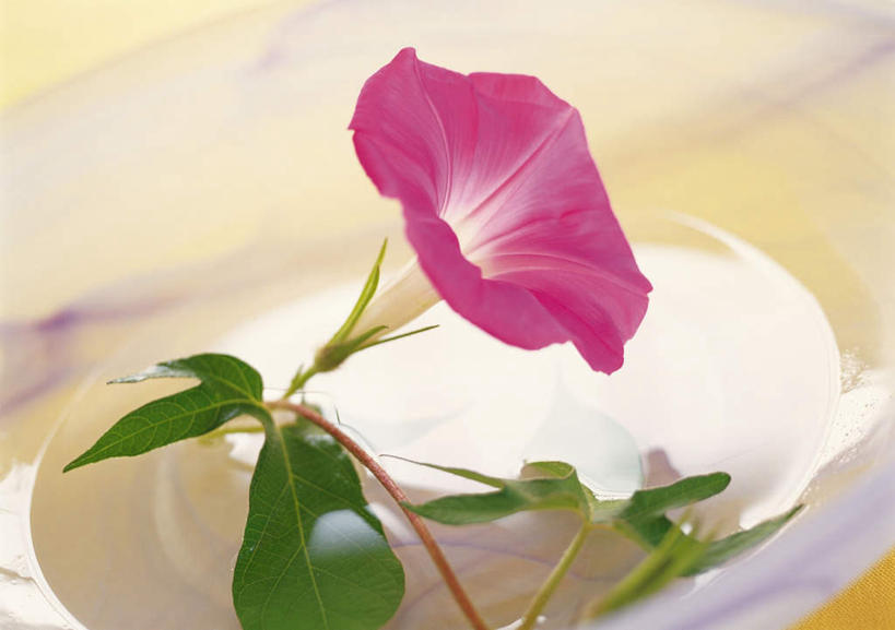 无人,横图,俯视,室内,特写,白天,喇叭花,餐具,玻璃,朦胧,模糊,盛开,碟子,盘,花蕾,玻璃制品,花,花瓣,花朵,鲜花,一朵,红色,盘子,碟,花苞,花蕊,牵牛,牵牛子,勤娘子,碧冬茄,朝颜花,灵芝牡丹,牵牛花,彩图,高角度拍摄