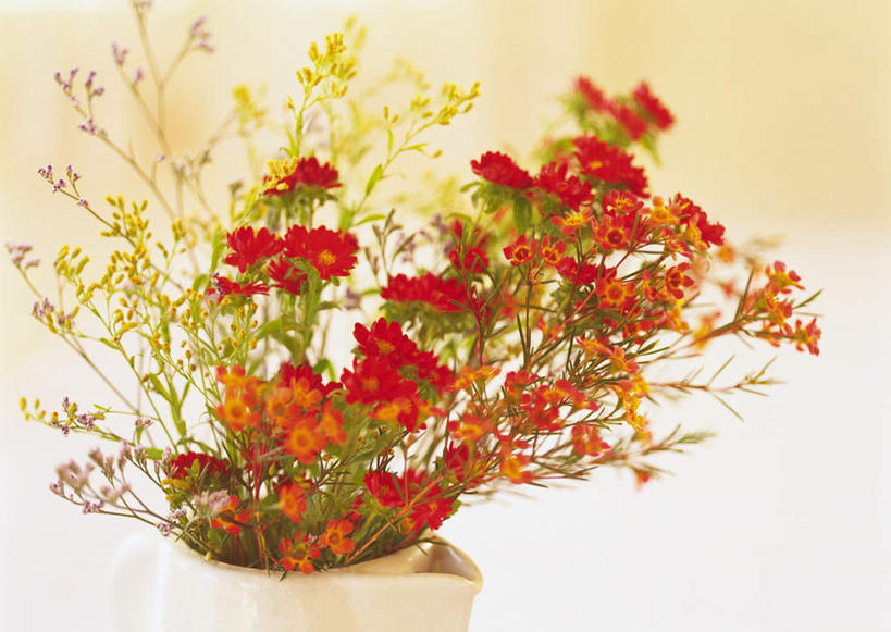 无人,横图,室内,白天,正面,快乐,幸福,花瓶,许多,朦胧,模糊,盛开,玛格丽特,花蕾,雏菊,花,花瓣,花朵,鲜花,花苞,花蕊,菊花,活力,希望,坚强,和平,离别,延命菊,幸福花,春菊,马兰头花,风蜡花,杰拉尔顿腊花,蜡花,淘金彩梅,暗恋,纯情,单恋,天真,彩图,愉快