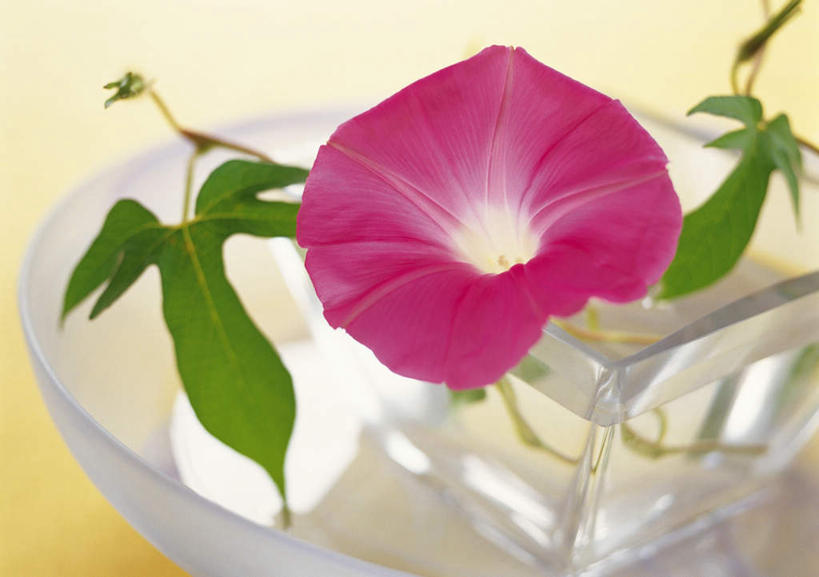 无人,横图,俯视,室内,特写,白天,桌子,喇叭花,杯子,叶子,朦胧,模糊,盛开,绿叶,花蕾,玻璃制品,花,花瓣,花朵,鲜花,一朵,红色,绿色,水杯,花苞,花蕊,嫩叶,牵牛,牵牛子,勤娘子,碧冬茄,朝颜花,灵芝牡丹,牵牛花,叶,叶片,玻璃杯,彩图,高角度拍摄