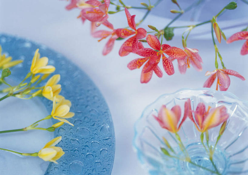 无人,横图,俯视,室内,特写,白天,植物,桌子,杯子,餐具,许多,朦胧,模糊,盛开,碟子,盘,草药,药草,花蕾,中药,玻璃制品,花,花瓣,花朵,鲜花,盘子,水杯,碟,花苞,花蕊,药材,中草药,中药材,本草,鬼扇,射干,乌吹,乌蒲,乌扇,玻璃杯,彩图,高角度拍摄