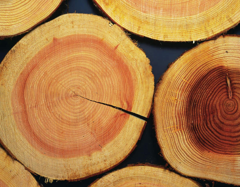 无人,横图,俯视,室内,特写,白天,柏树,静物,一排,许多,阴影,黑色背景,花纹,整齐,反射,纹路,纹理,影子,年轮,排列,木桩,摄影,影棚,生命,队列,环形,横截面,剖面,切面,肌理,高尚,长寿,不朽,正气,彩图,高角度拍摄,影棚拍摄,拍摄