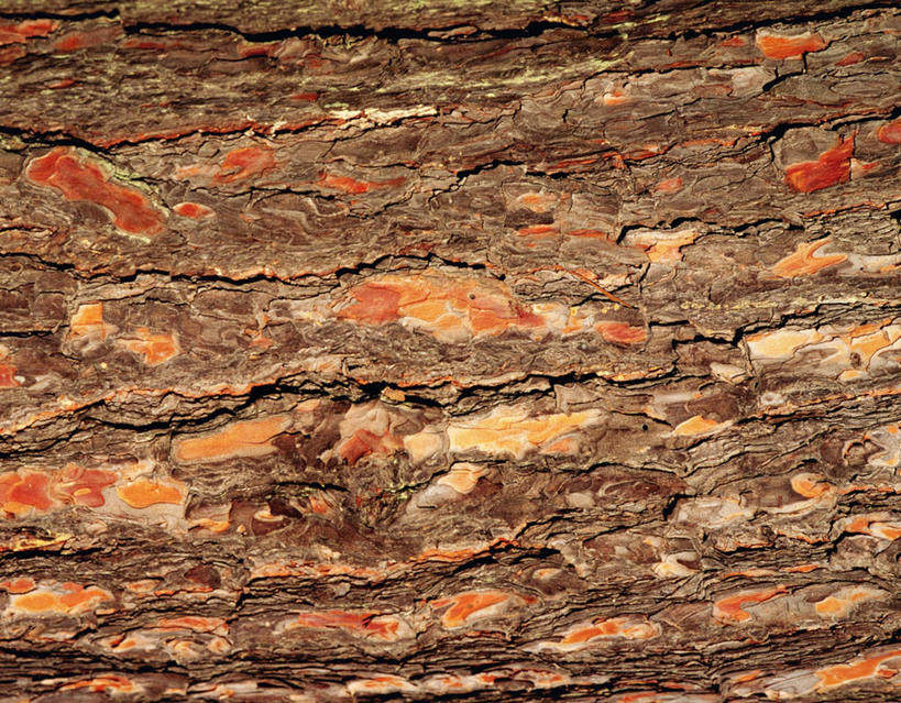 无人,横图,俯视,室内,特写,白天,植物,静物,阴影,粗糙,反射,平铺,纹路,纹理,影子,树皮,树,树木,灰色,自然,生长,成长,毛糙,肌理,软木树,彩图,高角度拍摄,粗拙