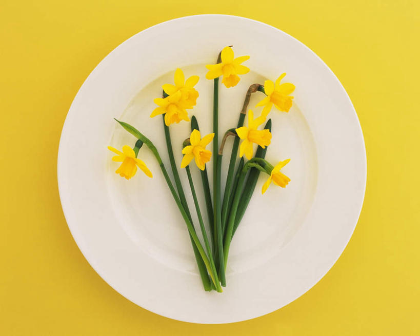 无人,横图,俯视,室内,特写,白天,餐具,叶子,许多,阴影,黄色背景,盛开,反射,碟子,盘,影子,绿叶,花蕾,花,花瓣,花朵,鲜花,一个,黄色,绿色,盘子,碟,花苞,花蕊,嫩叶,摄影,影棚,单个,黄水仙,喇叭水仙,洋水仙,叶,叶片,彩图,高角度拍摄,影棚拍摄,拍摄