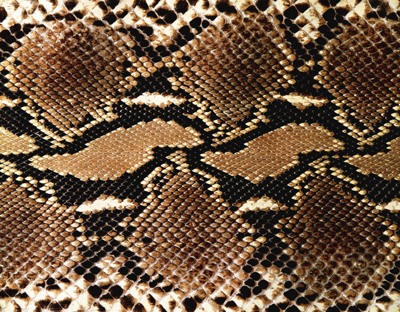 无人,横图,俯视,室内,特写,白天,静物,阴影,反射,纹路,蛇,纹理,影子,皮,动物,摄影,影棚,蛇皮,肌理,彩图,高角度拍摄,影棚拍摄,拍摄
