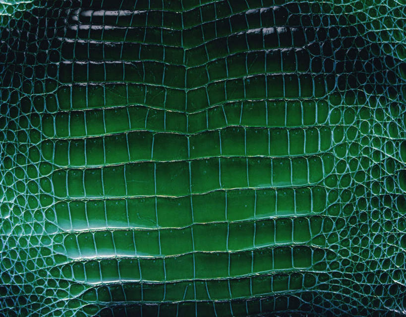 无人,横图,俯视,室内,特写,白天,鳄鱼,静物,阴影,反射,纹路,纹理,影子,绿色,摄影,影棚,鳄鱼皮,肌理,彩图,高角度拍摄,影棚拍摄,拍摄