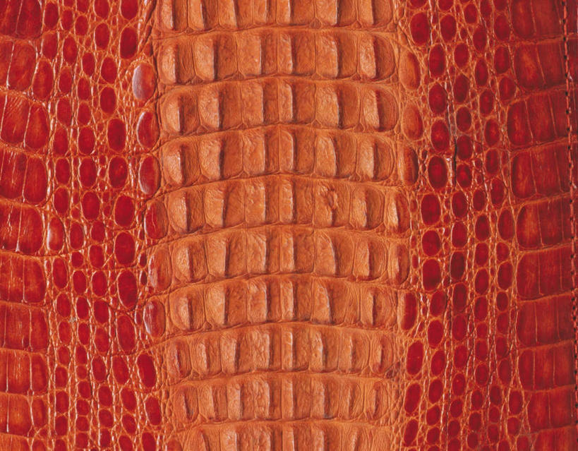 无人,横图,俯视,室内,特写,白天,鳄鱼,静物,阴影,反射,纹路,图案,纹理,影子,灰色,摄影,影棚,鳄鱼皮,肌理,彩图,高角度拍摄,影棚拍摄,拍摄