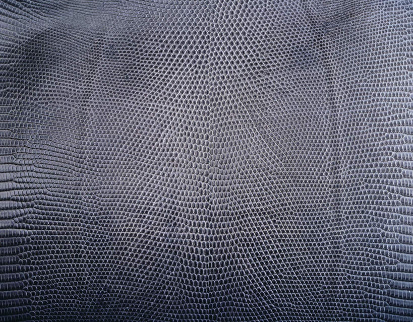 无人,横图,俯视,室内,特写,白天,野生动物,蜥蜴,静物,阴影,反射,纹路,纹理,影子,皮,灰色,动物,摄影,影棚,蜥蜴皮,石龙子,鬃狮蜥,肌理,山龙子,石蜴,泉龙,猪婆蛇,五寸棍,四脚蛇,蜴,守宫,彩图,高角度拍摄,影棚拍摄,拍摄