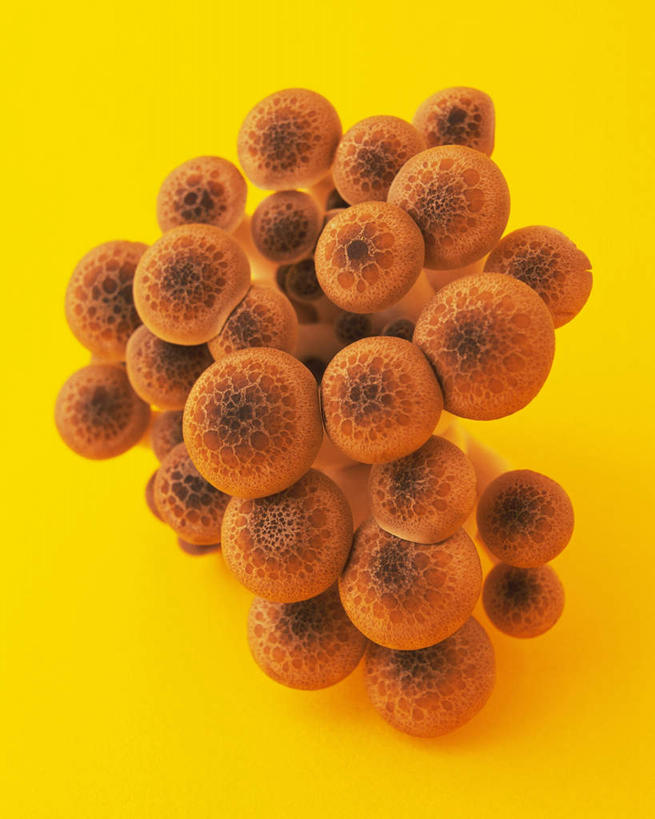 无人,竖图,俯视,室内,特写,白天,桌面,桌子,蔬菜,一堆,许多,阴影,堆叠,堆积,黄色背景,新鲜,反射,木制,影子,菌菇,食品,菌类,平菇,食物,木制品,球体,食用菌,摄影,有机食品,绿色食品,影棚,堆,姬菇,糙皮侧耳,侧耳,黑牡丹菇,彩图,高角度拍摄,影棚拍摄,拍摄