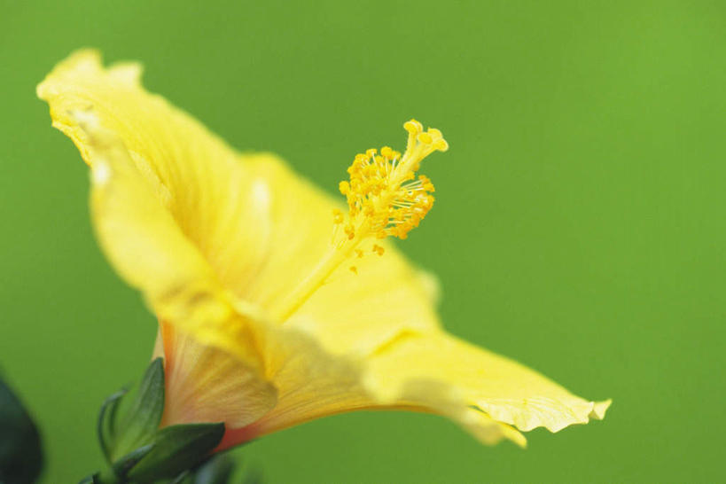 无人,横图,室内,特写,白天,正面,叶子,绿色背景,朦胧,模糊,盛开,绿叶,花蕾,花,花瓣,花朵,鲜花,一朵,黄色,花苞,花蕊,嫩叶,摄影,影棚,芙蓉,芙蓉花,木芙蓉,拒霜花,地芙蓉,叶,叶片,彩图,影棚拍摄,拍摄