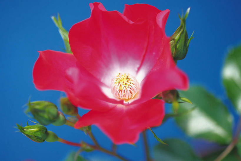 无人,横图,俯视,室内,特写,白天,爱情,幸福,纯洁,热情,玫瑰,叶子,蓝色背景,盛开,绿叶,玫瑰花,浪漫,花蕾,花,花瓣,花朵,鲜花,一朵,红色,绿色,花苞,花蕊,温暖,温馨,嫩叶,恩爱,摄影,影棚,和睦,芽,感动,尊敬,天真,刺玫花,徘徊花,叶,叶片,彩图,高角度拍摄,影棚拍摄,拍摄,融洽