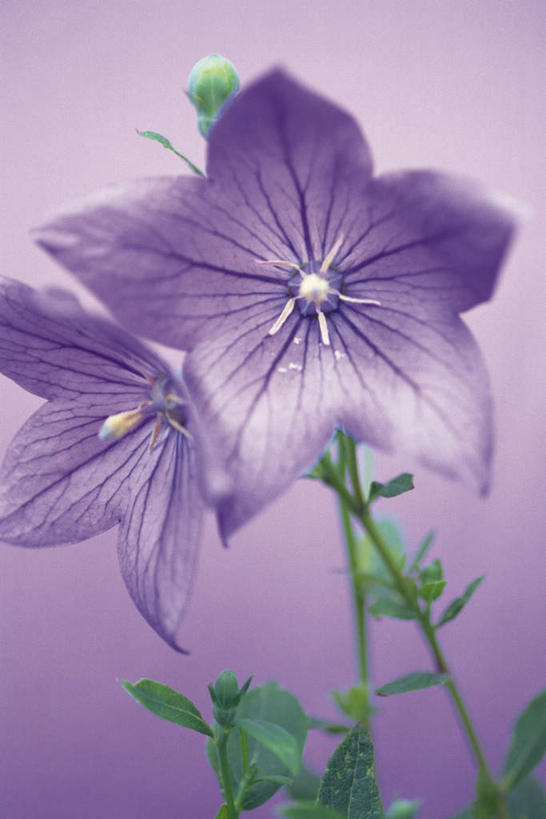 无人,竖图,俯视,室内,特写,白天,紫色背景,盛开,风铃草,祝福,花蕾,花,花瓣,花朵,鲜花,两朵,紫色,花苞,花蕊,健康,可爱,摄影,影棚,钟花,创造,感谢,温柔,感恩,嫉妒,瓦筒花,彩图,高角度拍摄,影棚拍摄,拍摄