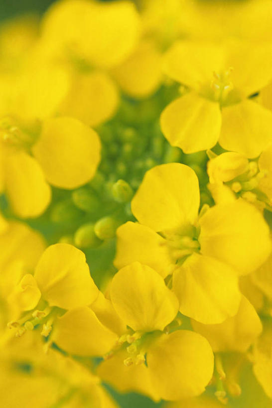 无人,竖图,俯视,室内,特写,白天,纯洁,许多,盛开,小苍兰,花蕾,花,花瓣,花朵,鲜花,黄色,花苞,花蕊,摄影,影棚,清香,浓情,麦兰,小菖兰,雪兰,洋晚香玉,彩图,高角度拍摄,影棚拍摄,拍摄