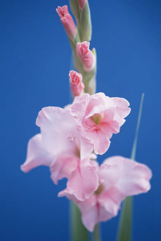 无人,竖图,室内,特写,白天,正面,许多,蓝色背景,盛开,花蕾,花,花瓣,花朵,鲜花,粉色,花苞,花蕊,摄影,影棚,反皮索,鲤鱼草,盘龙参,绶草,彩图,影棚拍摄,拍摄