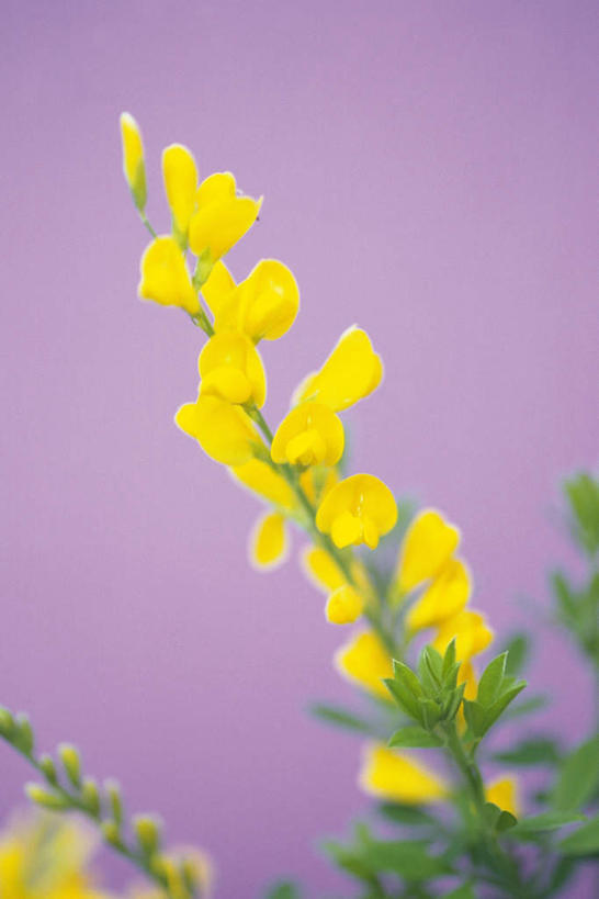 无人,竖图,室内,特写,白天,正面,一串,紫色背景,朦胧,模糊,盛开,花蕾,花,花瓣,花朵,鲜花,黄色,花苞,花蕊,摄影,影棚,黄刺条,黄棘,黄雀花,酱瓣子,金雀花,锦鸡儿,生血草,土黄豆,阳雀花,一颗血,粘粘袜,彩图,影棚拍摄,拍摄