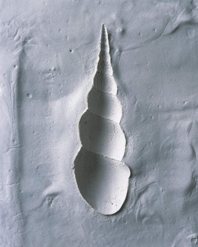 无人,竖图,俯视,室内,特写,白天,野生动物,静物,灰色背景,艺术,蜗牛,手工艺品,文化,一只,动物,工艺品,可爱,摄影,影棚,粘土,高雅,手工艺,自信心,品位,彩图,高角度拍摄,影棚拍摄,拍摄