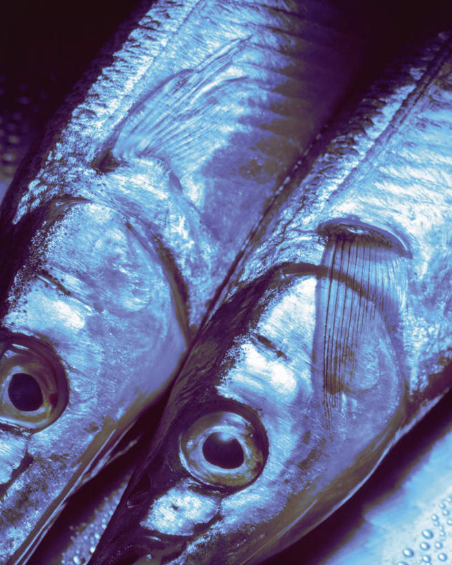 海鲜,无人,竖图,俯视,室内,特写,白天,桌子,两条,阴影,朦胧,模糊,反射,鱼,影子,注视,水产,鱼类,海洋生物,观察,看,摄影,影棚,观看,针鱼,鱵鱼,察看,关注,水生动物,海产品,水生物,海底动物,单针鱼,姜公鱼,铜吮鱼,针工鱼,针扎鱼,箴鱼,半身,彩图,高角度拍摄,影棚拍摄,拍摄