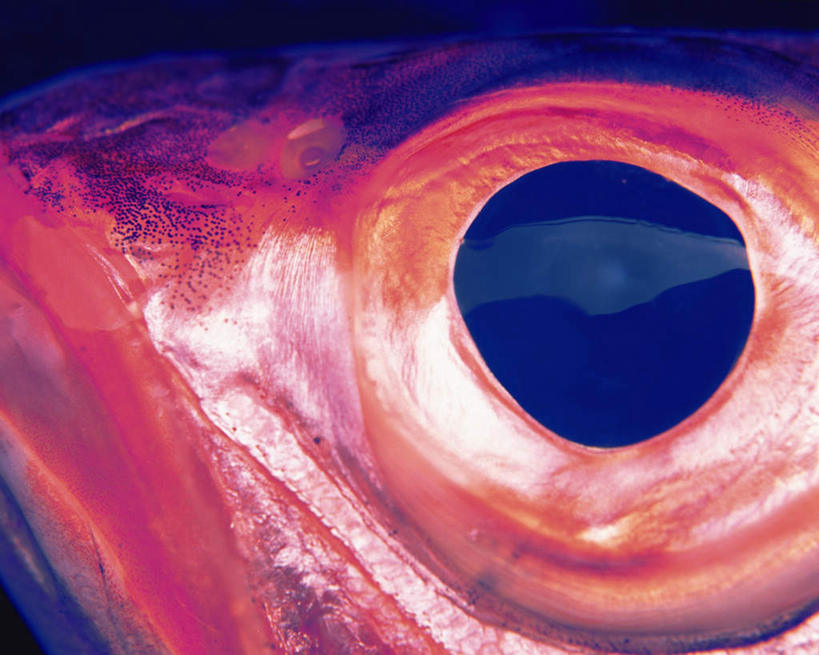 海鲜,眼睛,无人,横图,俯视,室内,特写,白天,一条,阴影,朦胧,模糊,反射,鱼,影子,鲷鱼,水产,鱼类,海洋生物,红色,摄影,影棚,鲷,加吉鱼,铜盆鱼,真鲷,水生动物,海产品,水生物,红鲷,海底动物,班加吉,加真鲷,红加吉,半身,彩图,高角度拍摄,影棚拍摄,拍摄