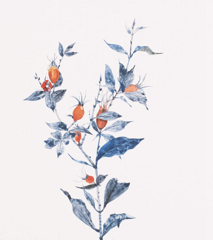 无人,竖图,插画,室内,白天,白色背景,正面,绘画,数码,科技,植物,叶子,许多,阴影,艺术,盛开,网络,栀子花,绿叶,高光,几何,计算机图形,古典,合成,图画,文化,画,花,花瓣,花朵,花卉,鲜花,蓝色,花蕊,品味,嫩叶,美术,电脑合成图,数码合成图,高雅,漫画,写实,具体,具象,美学,叶,叶片,彩图