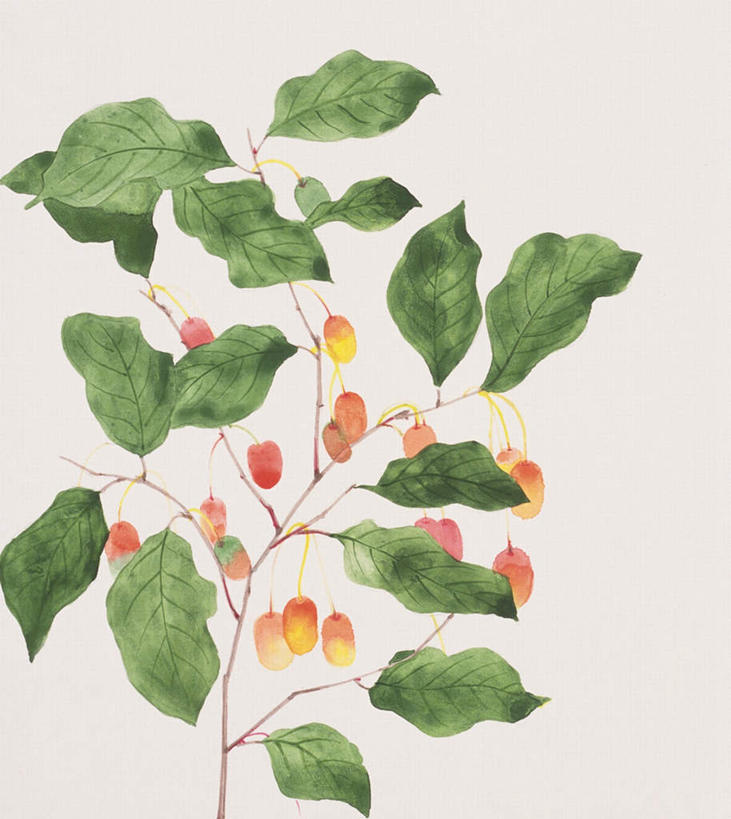 无人,竖图,插画,室内,白天,白色背景,正面,绘画,数码,科技,叶子,许多,阴影,艺术,网络,果子,绿叶,高光,几何,计算机图形,古典,合成,图画,文化,画,品味,嫩叶,美术,电脑合成图,数码合成图,高雅,漫画,写实,具体,具象,美学,雀儿酥,半春子,胡颓子,甜棒槌,叶,叶片,彩图