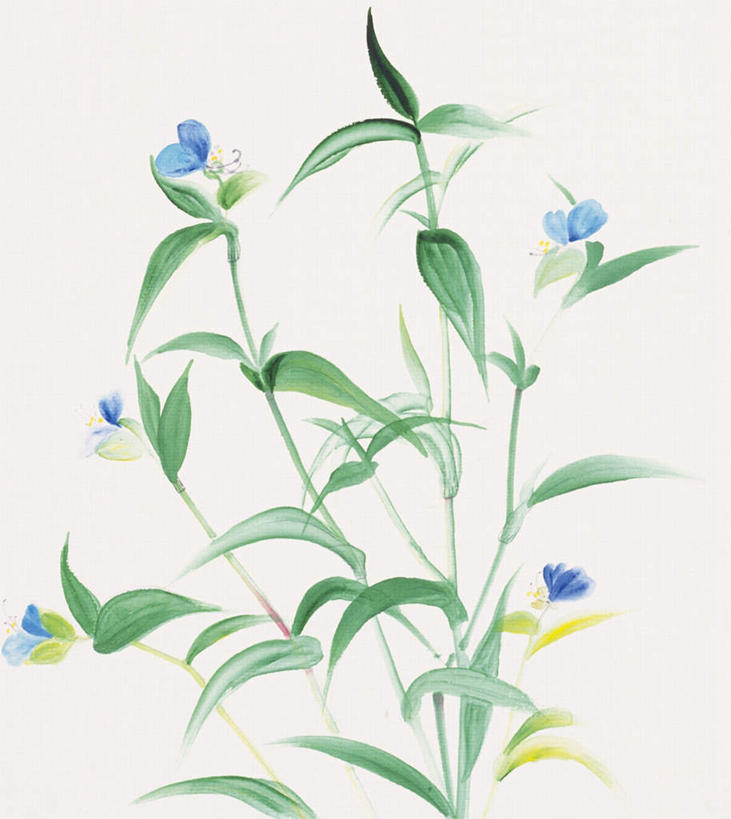 无人,竖图,插画,室内,白天,白色背景,正面,绘画,数码,科技,植物,叶子,许多,阴影,艺术,盛开,网络,绿叶,高光,几何,计算机图形,古典,合成,图画,文化,画,花,花瓣,花朵,花卉,鲜花,花蕊,品味,嫩叶,美术,电脑合成图,数码合成图,高雅,草本,漫画,写实,具体,具象,美学,鸭拓草,叶,叶片,彩图