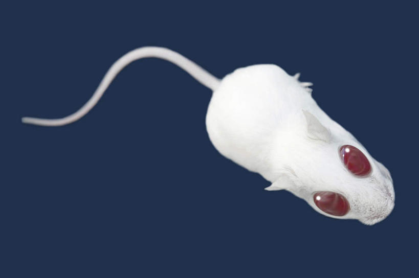 无人,横图,俯视,室内,特写,白天,数码,科技,野生动物,老鼠,阴影,蓝色背景,网络,细菌,高光,几何,计算机图形,合成,注视,一只,动物,观察,看,白老鼠,观看,电脑合成图,数码合成图,察看,关注,病菌,写实,具体,具象,传染,四害,耗子,彩图,高角度拍摄,全身