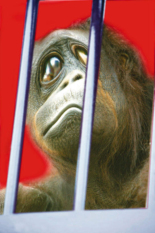 眼睛,无人,竖图,室内,特写,白天,正面,数码,科技,野生动物,猩猩,瞳孔,阴影,红色背景,网络,笼子,高光,几何,计算机图形,合成,注视,一只,动物,观察,看,牢笼,眼部,活泼,观看,电脑合成图,数码合成图,察看,关注,大猩猩,写实,具体,具象,金刚猩猩,眼,半身,彩图