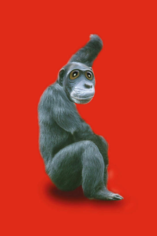 眼睛,无人,竖图,室内,特写,白天,侧面,数码,科技,野生动物,猩猩,瞳孔,阴影,红色背景,网络,高光,几何,计算机图形,合成,注视,一只,动物,观察,看,眼部,活泼,观看,电脑合成图,数码合成图,察看,关注,大猩猩,写实,具体,具象,金刚猩猩,眼,彩图,全身