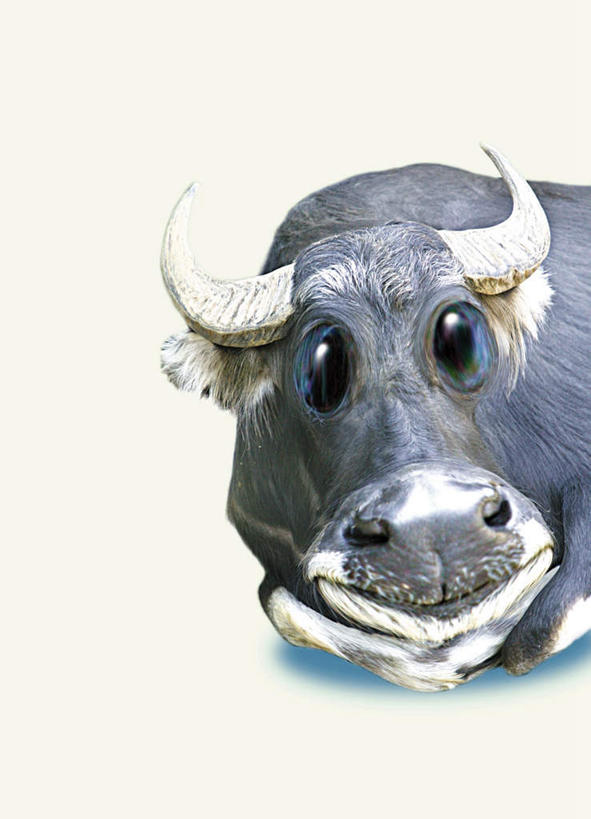 眼睛,无人,竖图,室内,特写,白天,白色背景,正面,数码,科技,牛,瞳孔,一头,阴影,网络,高光,几何,计算机图形,合成,注视,动物,观察,看,家畜,眼部,牲畜,观看,电脑合成图,数码合成图,察看,关注,写实,具体,具象,眼,奶牛,半身,彩图