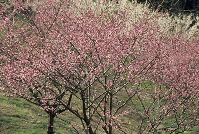 无人,果园,横图,室外,白天,正面,草地,草坪,美景,田园,植物,阴影,盛开,光线,影子,景观,果树,花蕾,草,花,花瓣,花朵,鲜花,树,树木,绿色,阳光,自然,花苞,花蕊,景色,生长,成长,自然风光,田庄,园子,彩图