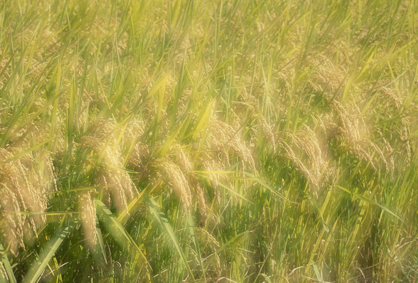 无人,农田,横图,室外,特写,白天,正面,农业,庄稼,农作物,美景,阴影,丰收,朦胧,模糊,光线,影子,稻田,景观,阳光,自然,景色,收获,自然风光,彩图,耕地,庄稼田
