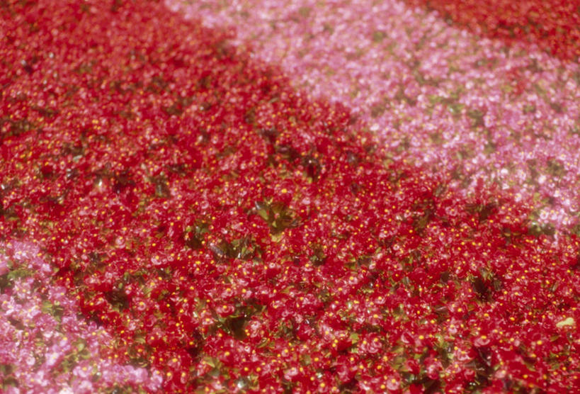 无人,横图,俯视,室外,白天,旅游,度假,花海,花圃,美景,植物,长崎,日本,亚洲,许多,盛开,景观,海棠,花蕾,娱乐,花,花瓣,花朵,花卉,鲜花,红色,绿色,自然,花丛,花田,花苞,花蕊,享受,休闲,景色,放松,生长,成长,自然风光,东亚,日本国,长崎县,九州本岛,九州,九州岛,九州地方,倭海棠,贴梗海棠,铁脚海棠,皱皮木瓜,和园子,日本贴梗海棠,日本木瓜,彩图,高角度拍摄