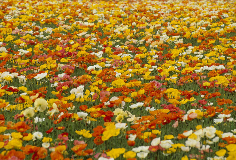 无人,横图,室外,白天,正面,花海,花圃,美景,植物,罂粟,叶子,阴影,朦胧,模糊,盛开,光线,影子,景观,花蕾,花,花瓣,花朵,花卉,鲜花,黄色,红色,绿色,白色,阳光,自然,花丛,花束,花田,花苞,花蕊,景色,自然风光,冰岛罂粟,冰岛虞美人,橘黄罂粟,裸茎罂粟,小罂粟,岩罂粟,野罂粟,彩图