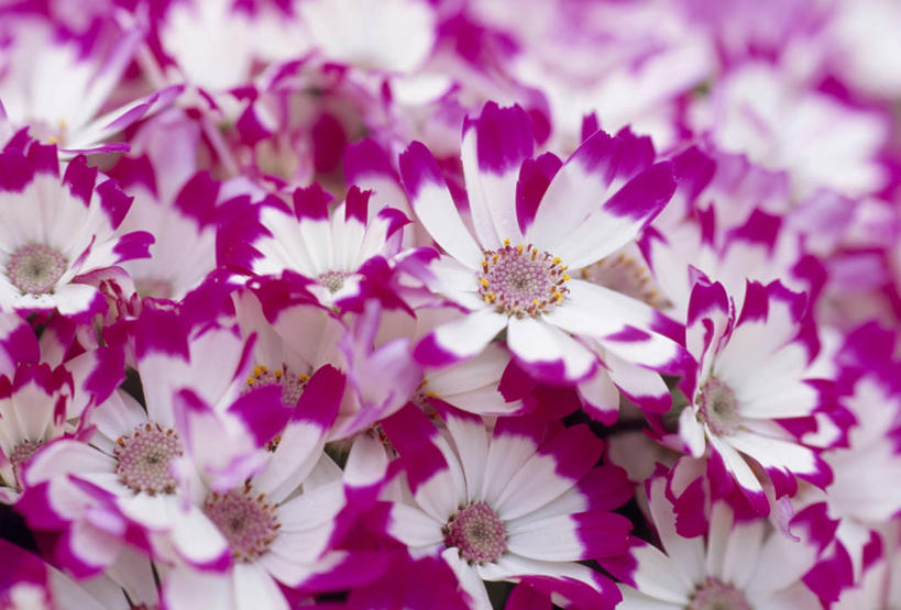 无人,横图,俯视,室外,特写,白天,快乐,幸福,美景,阴影,朦胧,模糊,盛开,光线,影子,景观,玛格丽特,花蕾,雏菊,花,花瓣,花朵,鲜花,粉色,白色,阳光,自然,花苞,花蕊,菊花,景色,活力,希望,坚强,自然风光,和平,离别,延命菊,幸福花,春菊,马兰头花,暗恋,纯情,单恋,瓜叶菊,天真,彩图,高角度拍摄,愉快