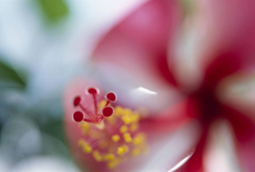 无人,横图,室外,特写,白天,正面,美景,阴影,朦胧,模糊,盛开,光线,影子,景观,花蕾,花,花瓣,花朵,鲜花,一朵,红色,阳光,自然,花苞,花蕊,景色,芙蓉,芙蓉花,自然风光,木芙蓉,拒霜花,地芙蓉,彩图