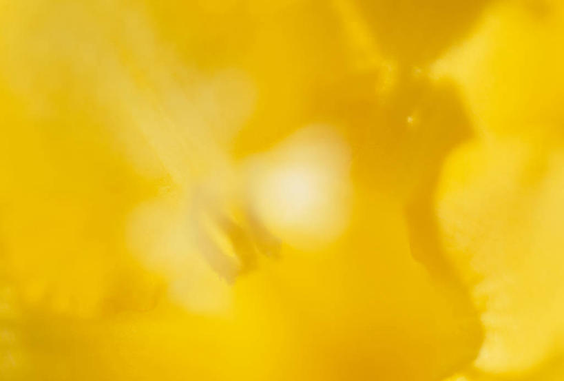 无人,横图,室外,特写,白天,正面,纯洁,美景,阴影,朦胧,模糊,盛开,透明,光线,影子,景观,小苍兰,辉煌,花蕾,花,花瓣,花朵,鲜花,一朵,黄色,阳光,自然,花苞,花蕊,健康,景色,活泼,希望,暖色,清香,自然风光,光辉,浓情,麦兰,小菖兰,雪兰,洋晚香玉,光明,功名,轻快,彩图