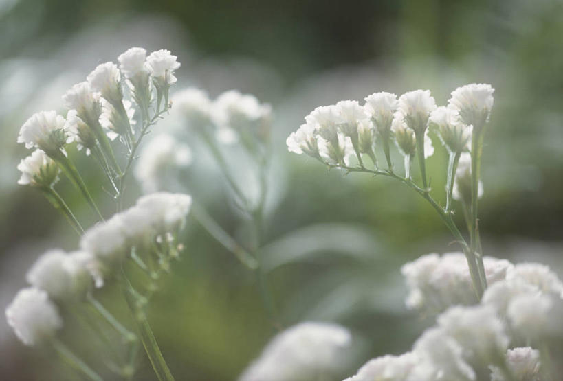 无人,横图,室外,特写,白天,正面,爱情,美景,勿忘我,阴影,朦胧,模糊,盛开,光线,影子,景观,花蕾,花,花瓣,花朵,鲜花,白色,阳光,自然,花苞,花蕊,景色,自然风光,永恒,想念,星辰花,勿忘草,斯太菊,矶松,匙叶花,彩图