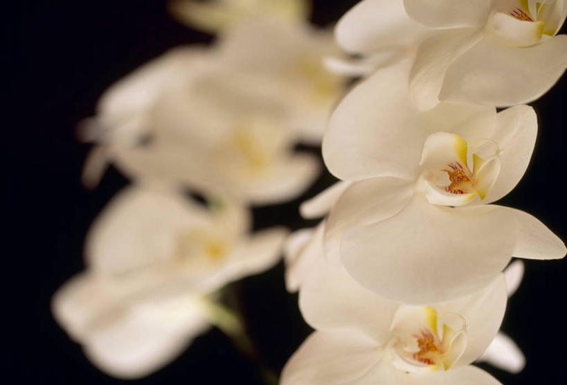 无人,横图,室外,特写,白天,正面,美景,蝴蝶兰,阴影,朦胧,模糊,盛开,光线,影子,景观,花蕾,花,花瓣,花朵,鲜花,白色,阳光,自然,花苞,花蕊,景色,自然风光,蝶兰,兰中皇后,兰花,彩图,兰花之后,台湾蝴蝶兰