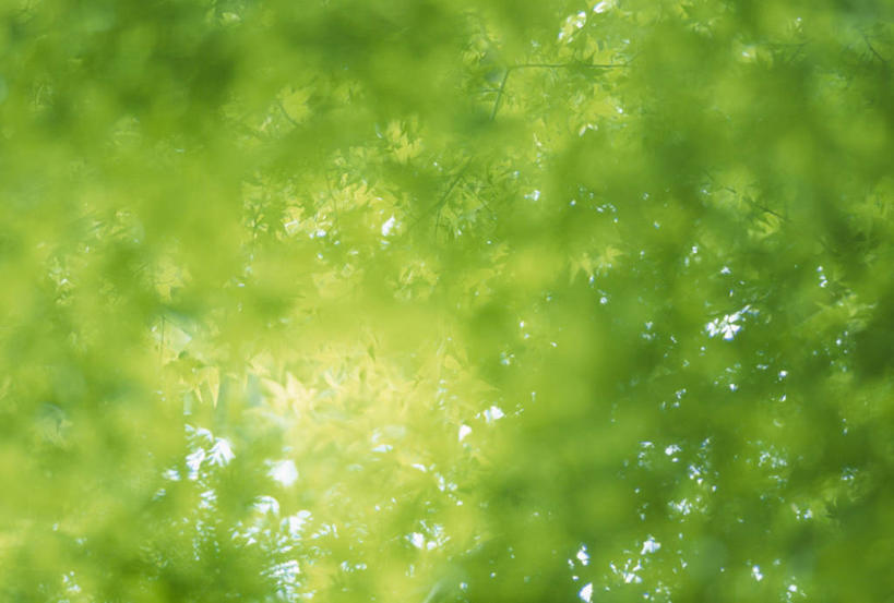 无人,横图,室外,白天,仰视,美景,森林,树林,植物,福冈县,日本,亚洲,阴影,朦胧,模糊,光线,影子,景观,树桩,树,树干,树木,绿色,阳光,自然,木桩,景色,生长,成长,自然风光,东亚,福冈,日本国,九州本岛,九州,九州岛,九州地方,彩图,低角度拍摄