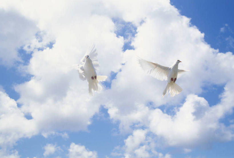 无人,横图,室外,白天,仰视,美景,鸟,野生动物,飞翔,伸展,张开,展翅,阴影,飞行,光线,斑鸠,翅膀,鸟类,影子,景观,云,云朵,翱翔,云彩,注视,飞舞,蓝色,白色,白云,蓝天,天空,阳光,自然,动物,天,观察,看,两只,景色,可爱,活泼,晴朗,观看,察看,关注,自然风光,张开翅膀,遨游,漫游,欧斑鸠,展开翅膀,晴空,彩图,低角度拍摄,全身,鹁鸪,鹁鸠,水鸪鸪