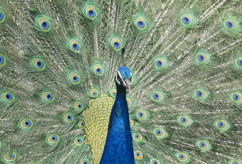 无人,站,横图,室外,特写,白天,正面,孔雀,鸟,野生动物,阴影,鲜艳,光线,鸟类,影子,美丽,注视,漂亮,一只,阳光,动物,观察,看,站着,可爱,活泼,观看,保护,吉祥,察看,优美,关注,华贵,善良,防御,艳丽,孔雀开屏,越鸟,百鸟之王,示威,斑斓,瑰丽,娇艳,锦绣,奇丽,求偶,站立,半身,彩图