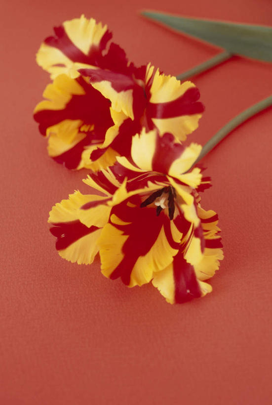 无人,竖图,俯视,室内,特写,白天,植物,郁金香,红色背景,盛开,花,花瓣,花朵,花卉,鲜花,两朵,红色,花蕊,摄影,影棚,郁香,洋荷花,草麝香,彩图,高角度拍摄,影棚拍摄,拍摄