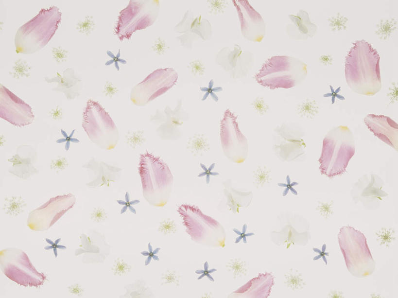 无人,横图,俯视,室内,特写,白天,白色背景,植物,康乃馨,许多,装饰,盛开,星星,非洲菊,花,花瓣,花朵,花卉,鲜花,排列,花蕊,星形,菊花,摄影,影棚,华丽,修饰,点缀,队列,五角形,扶郎花,灯盏花,千日菊,衬托,美观,雅致,雅观,风蜡花,杰拉尔顿腊花,蜡花,淘金彩梅,麝香石竹,石竹,香石竹,五角星,彩图,高角度拍摄,影棚拍摄,拍摄