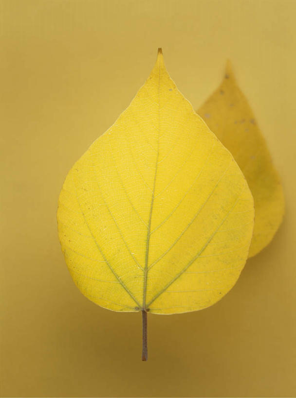 无人,竖图,俯视,室内,特写,白天,留白,秋季,叶子,两片,黄色背景,树叶,黄色,叠加,摄影,影棚,野桐,叶,叶片,秋,秋天,彩图,高角度拍摄,影棚拍摄,拍摄