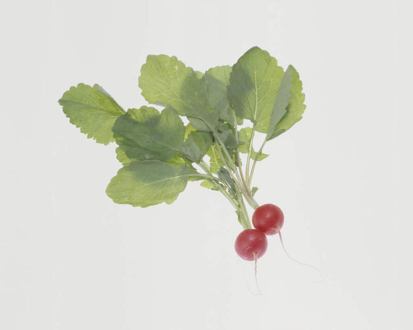 无人,横图,俯视,室内,特写,白天,白色背景,萝卜,蔬菜,叶子,新鲜,食品,绿叶,食物,两个,红色,嫩叶,摄影,有机食品,绿色食品,影棚,水萝卜,叶,叶片,彩图,高角度拍摄,影棚拍摄,拍摄