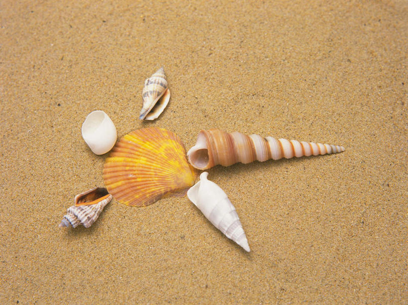 无人,横图,俯视,室外,白天,美景,沙滩,贝壳,许多,沙子,海岸,景观,沙地,自然,景色,自然风光,螺蛳,田螺,蜗篱,师螺,蜗蠃,方田螺,贝类外壳,海螺壳,软体动物外壳,海滩,彩图,高角度拍摄