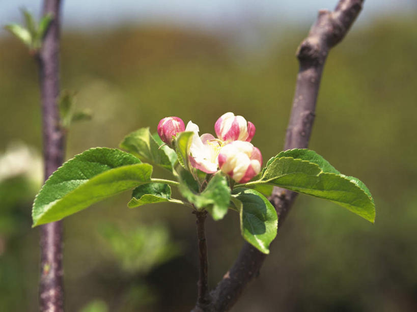 无人,横图,室外,特写,白天,正面,叶子,四朵,朦胧,模糊,美白,盛开,绿叶,花蕾,花,花瓣,花朵,鲜花,树枝,蓝色,蓝天,天空,天,花苞,花蕊,嫩叶,清热,晴朗,清香,苹果花,陷阱,万里无云,解毒,明目,叶,叶片,晴空,晴空万里,彩图
