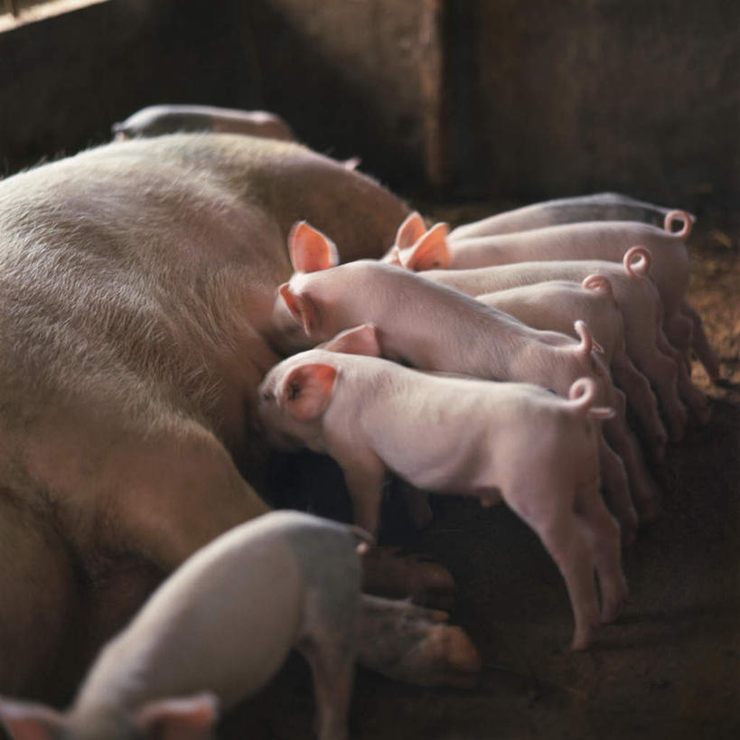 无人,站,躺,方图,俯视,室外,白天,猪,许多,哺乳,家禽,白色,动物,站着,家畜,牲畜,喂奶,猪圈,卧着,躺着,卧,站立,半身,彩图,高角度拍摄