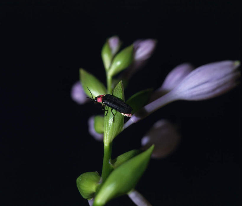 无人,横图,室外,特写,白天,正面,叶子,阴影,黑色背景,盛开,光线,昆虫,影子,灯光,绿叶,花蕾,停留,花,花瓣,花朵,鲜花,一只,紫色,黑色,动物,花苞,花蕊,嫩叶,摄影,影棚,益虫,萤火虫,叶,叶片,彩图,全身,影棚拍摄,拍摄