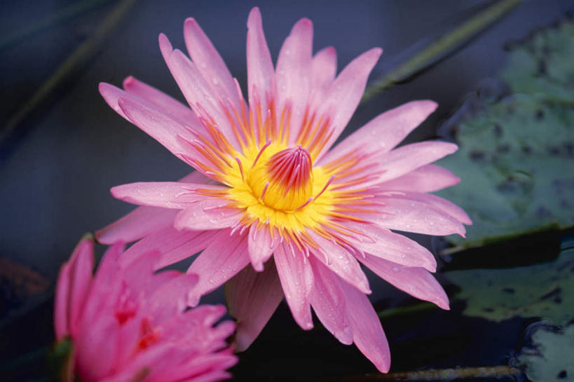 无人,横图,俯视,室外,特写,白天,植物,睡莲,叶子,绿叶,花蕾,花瓣,花朵,花卉,鲜花,两朵,粉色,花苞,嫩叶,纯真,妖艳,水芹花,抒情,洁净,水洋花,子午莲,叶,叶片,彩图,高角度拍摄